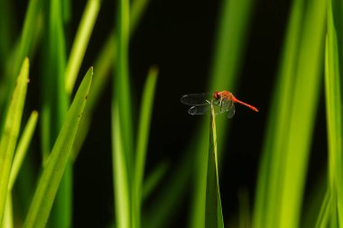 Yusufçuk lanetli darter (Sympetrum sanguineum) uzun bir avdan sonra çim yaprağının üzerinde dinleniyor.