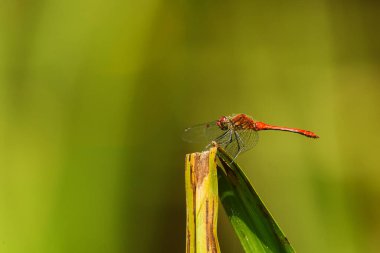 Yusufçuk dart (Sympetrum sanguineum) avın uçup gitmesini bekliyor.