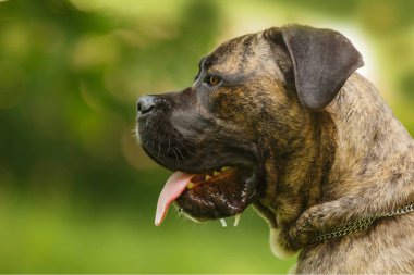 Genç köpek Cane Corso 'nun yakın plan bir portresi var.