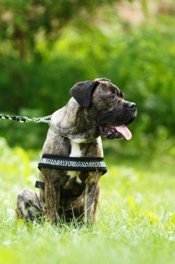Genç köpek Cane Corso parkta oturuyor.