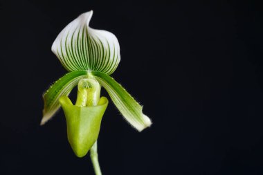 Siyah arkaplanlı beyaz bir orkide çiçeğinin (Phalaenopsis) makro görüntüsü