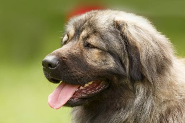 Kafkas çoban köpeği başı portresi