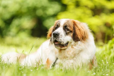 Moskova bekçi köpeği portresi çimlerin üzerinde yatıyor.