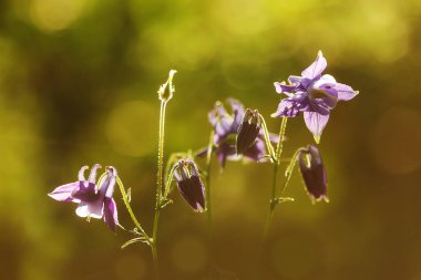 Pulsatilla cinsi. Sabah güneşi yeşil arka planda.