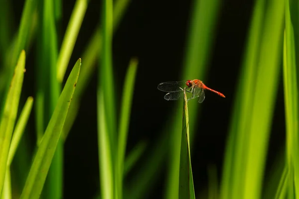 Dragonfly Ruddy Darter Sympetrum Sanguineum Resting Grass Leaf Long Hunt — Stock Photo, Image
