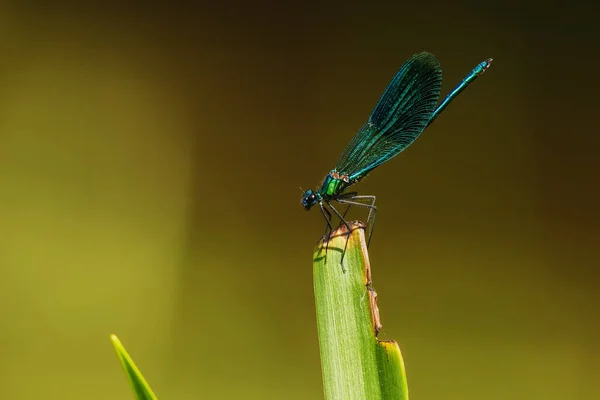 Yusufçuk Bantlı Matmazel Calopteryx Ihtişamlı Suyun Üzerinde Oturmuş Uçan Böcekleri — Stok fotoğraf