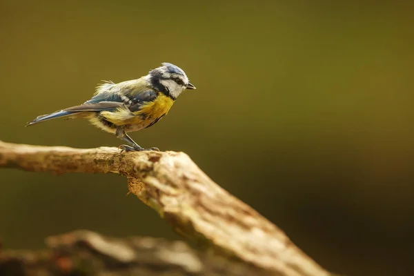 Young Eurasian Blue Tit Cyanistes Caeruleus Little Bird All Disheveled — Stock Fotó