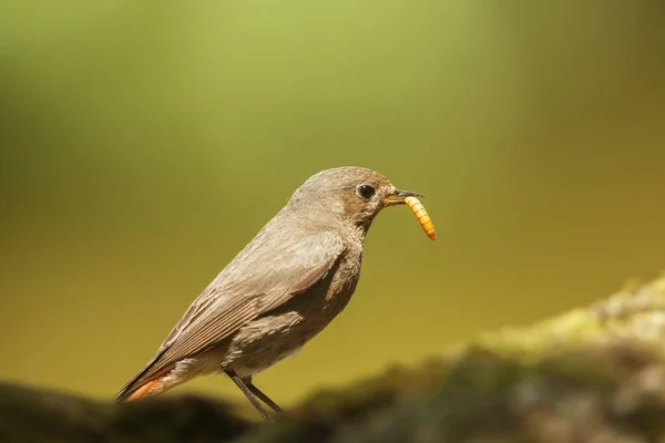 Black Redstart Phoenicurus Ochruros Has Grub Its Beak — Stock Photo, Image