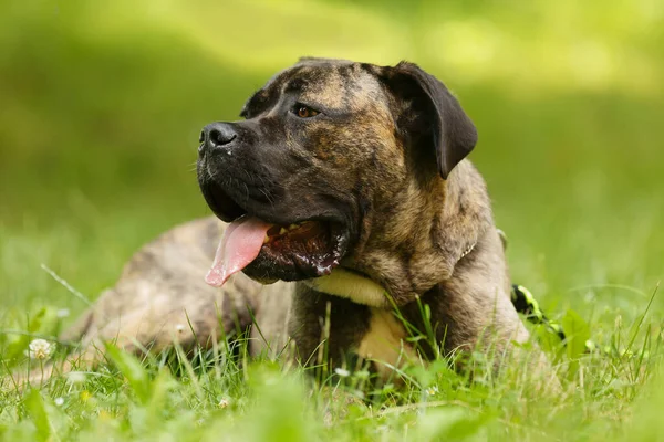 Genç köpek Cane Corso parkta yatıyor.
