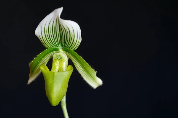 Makro Skott Vit Orkidé Blomma Phalaenopsis Med Svart Bakgrund — Stockfoto