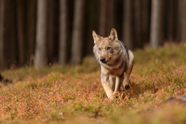 Yabanmersini ormanlarında koşan Avrasya Kurdu (Canis lupus)