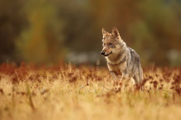 Eurasischer Wolf Canis Lupus Lupus Auf Rudelsuche — Stockfoto