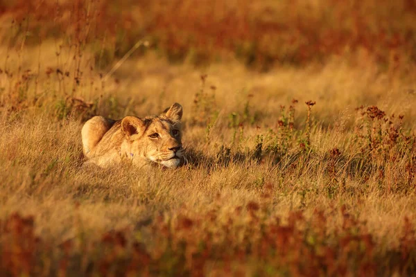 Schattig Jong Vrouwtje Leeuwin Panthera Leo Rusten Middag Ondergaande Zon — Stockfoto