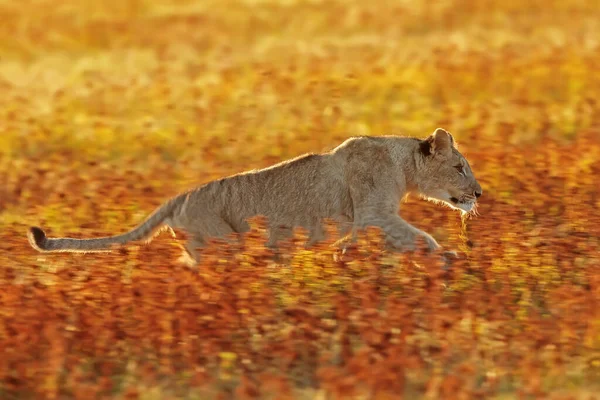 Bonito Jovem Fêmea Leoa Panthera Leo Instantâneo Correndo Rápido Através — Fotografia de Stock