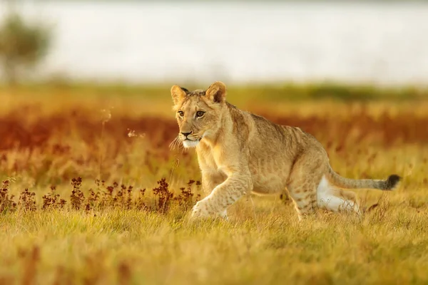 Schattig Jong Vrouwtje Leeuwin Panthera Leo Savanne — Stockfoto