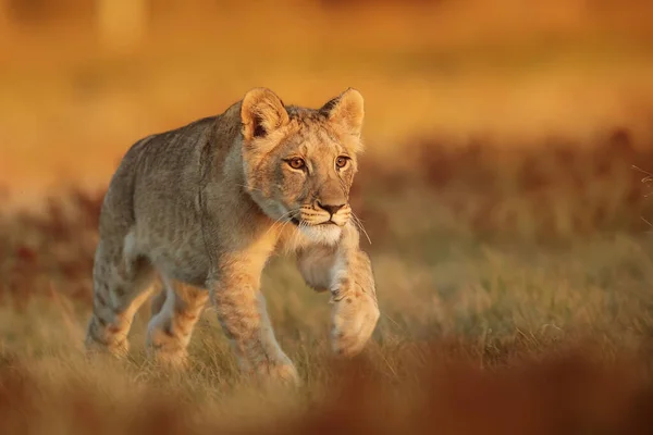 Mignon Jeune Lionne Femelle Panthera Leo Courir Après Quelqu Autre — Photo