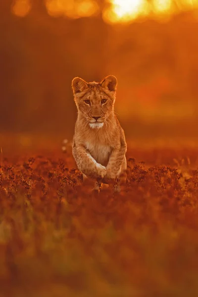 Schattig Jong Vrouwelijk Leeuwin Panthera Leo Schattig Jong Vrouwelijk Leeuwin — Stockfoto