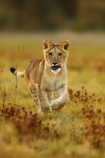 Schattig Jong Vrouwtje Leeuwin Panthera Leo Die Door Savanne — Stockfoto