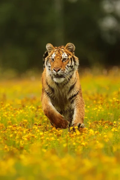 Man Sibirisk Tiger Panthera Tigris Tigris Kör Snabbt Mot Oss — Stockfoto