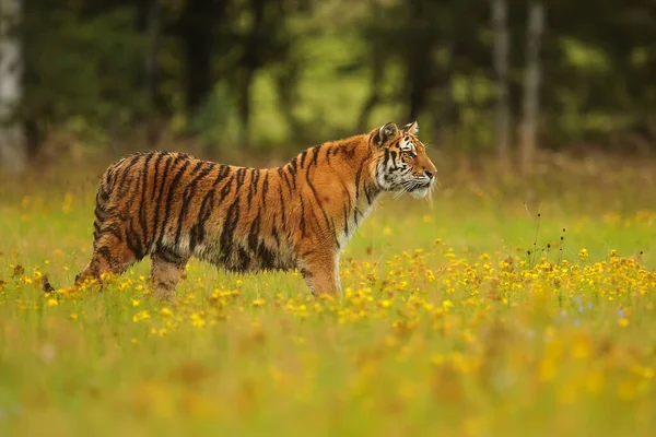 Male Siberian Tiger Panthera Tigris Tigris Walking Tall Grass — Stock Photo, Image
