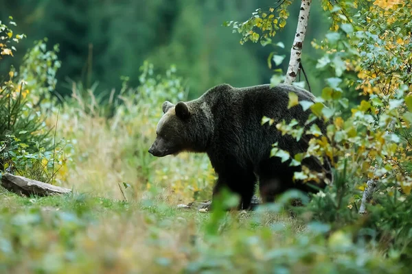 Бурый Медведь Ursus Arctos Осеннем Пейзаже Словацких Гор Мала Фатра — стоковое фото