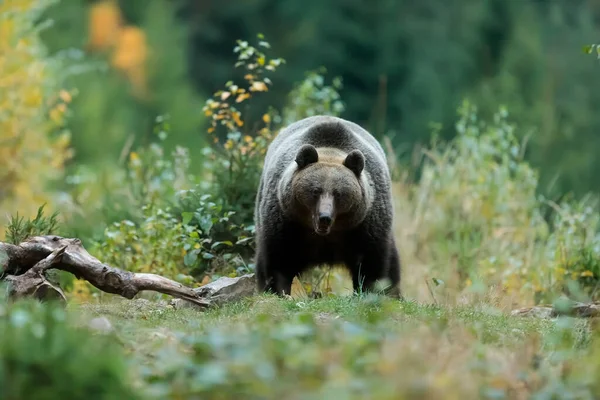 Divoký Medvěd Hnědý Ursus Arctos Podzimní Krajině Slovenské Malé Fatry — Stock fotografie