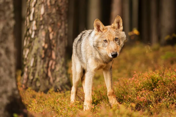 Eurázsiai Farkas Canis Lupus Lupus Nagyon Kíváncsi Félelmetes Egyszerre — Stock Fotó