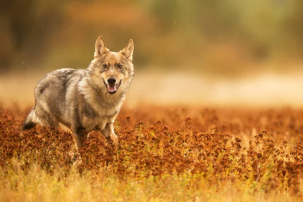 Eurasischer Wolf Canis Lupus Lupus Auf Einer Blühenden Wiese Frühherbst — Stockfoto