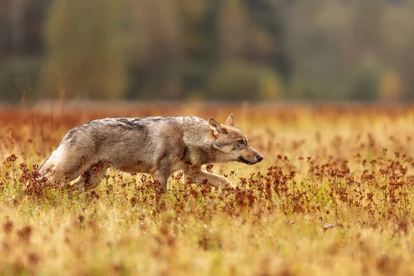 Euroasijský Vlk Canis Lupus Lupus Běží Rychle Přes Kvetoucí Louku — Stock fotografie