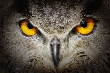 Sihirli gözlerin Avrasya kartal baykuşu (Bubo bubo) detayı