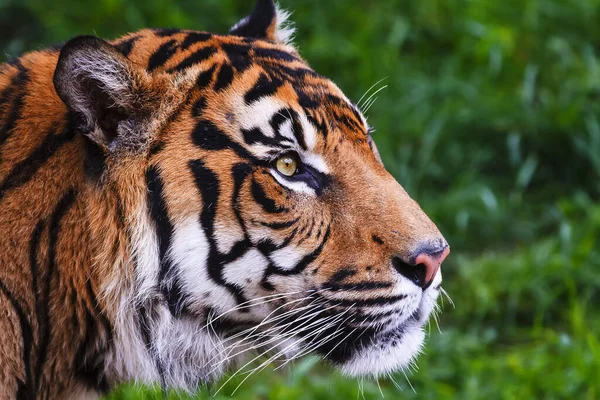 Malezyjski Tygrys Panthera Tigris Jacksoni Portret Namiotu Bardzo Blisko — Zdjęcie stockowe