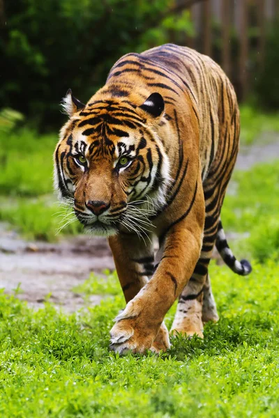 Malaysischer Tiger Panthera Tigris Jacksoni Sieht Sehr Gefährlich Aus — Stockfoto