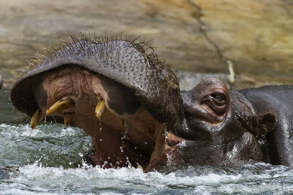 Гиппопотамус Hippopotamus Amphibius Огромным Ртом Расчесывает Воду — стоковое фото