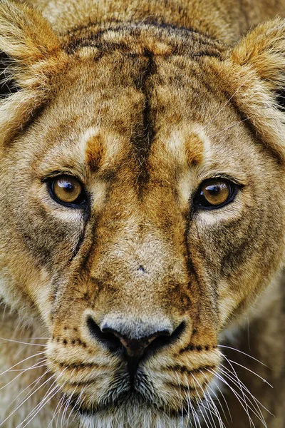 豹狮子座 母狮在近处看起来非常危险 — 图库照片
