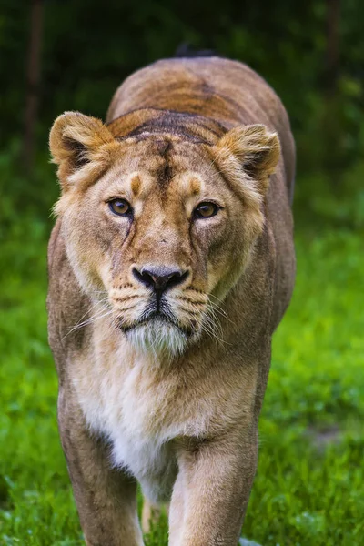 Oroszlán Panthera Leo Néz Nagyon Veszélyes Közelről Mint — Stock Fotó