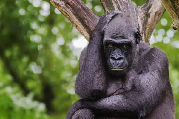 Gorille Occidental Gorille Gorille Tenant Tête Pensant Ressemblant Homme Qui — Photo