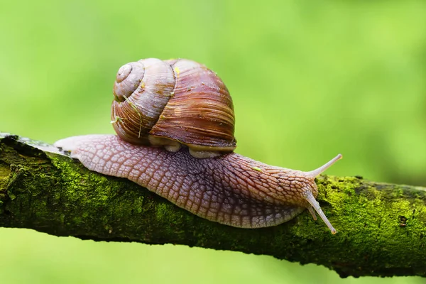 Caracol Romano Caracol Comestible Helix Pomatia Arrastrándose Sobre Una Rama —  Fotos de Stock