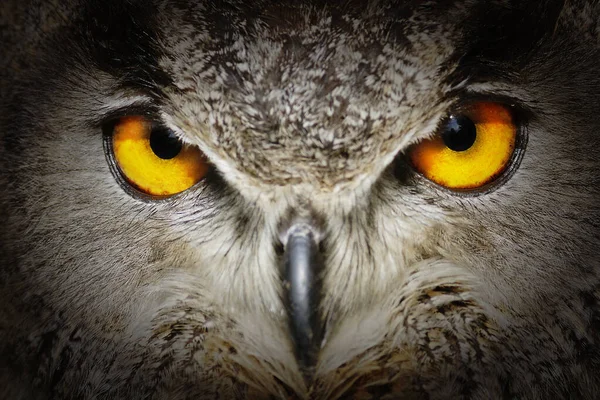 Eurasiska Örn Uggla Bubo Bubo Detalj Magiska Ögonen — Stockfoto