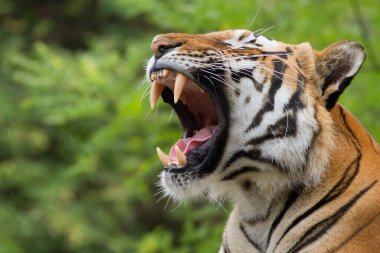 Malezya kaplanı (Panthera tigris jacksoni) gerçekten büyük dişlerini çıkarıyor ve çok tehlikeli görünüyor.