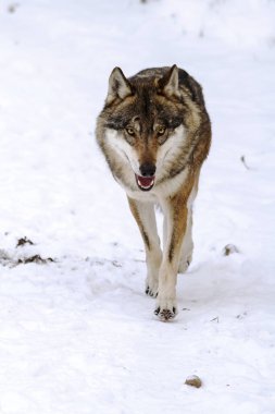Eurasian wolf (Canis lupus lupus) walks right on top of our