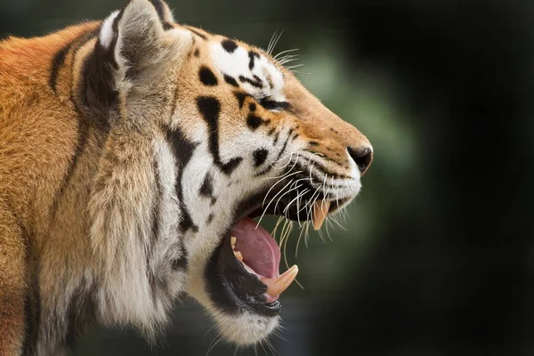 Szibériai Tigris Panthera Tigris Tigris Közeli Kép Csak Ásít — Stock Fotó