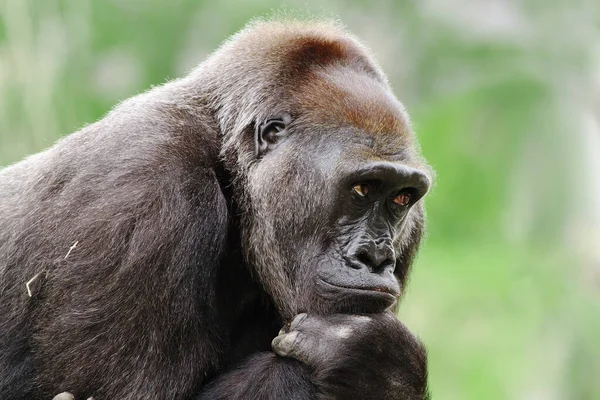 Westerngorilla Gorilla Gorilla Sieht Aus Wie Ein Denkender Mann — Stockfoto