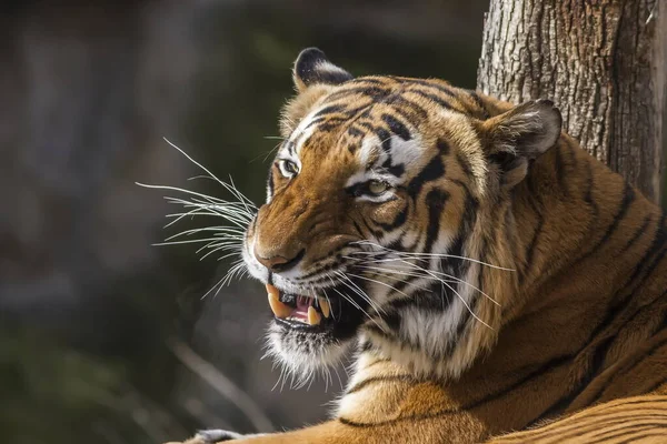 Malezyjski Tygrys Panthera Tigris Jacksoni Wygląda Bardzo Niebezpiecznie Wybitymi Zębami — Zdjęcie stockowe