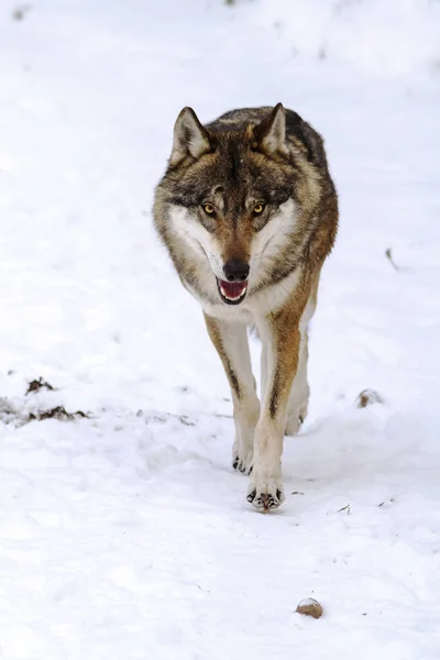 Lobo Euroasiático Canis Lupus Lupus Camina Justo Encima Nuestro —  Fotos de Stock