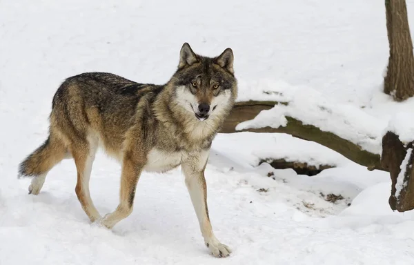 Євразійський Вовк Canis Lupus Lupus Біжить Снігу — стокове фото