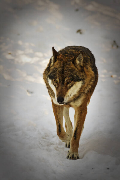 Eurasian wolf (Canis lupus lupus) running on the snow