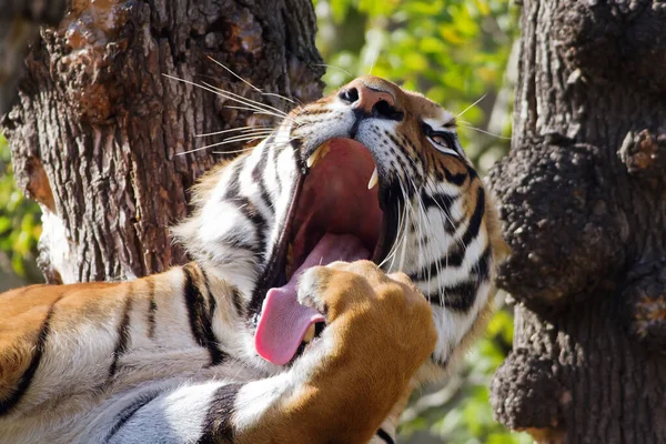 Малайский Тигр Panthera Tigris Jacksoni Чистит Лапу Зевает — стоковое фото