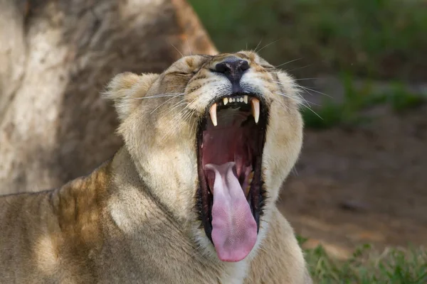 Söta Unga Kvinnliga Lejoninna Panthera Leo Gäspar Mycket Brett — Stockfoto