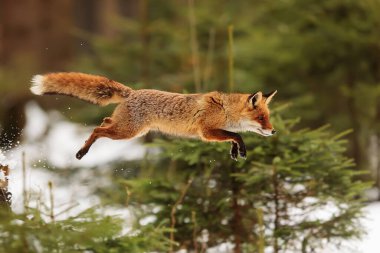 Kızıl Tilki (Vulpes vulpes) bir atlayışta kapana kısıldı ve dondu.
