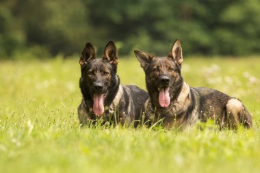 Alman çoban köpeği iki dişi yan yana yatıyor.